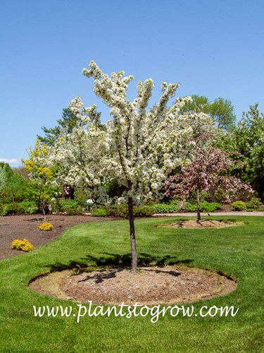 Zumi Crabapple (Malus)
